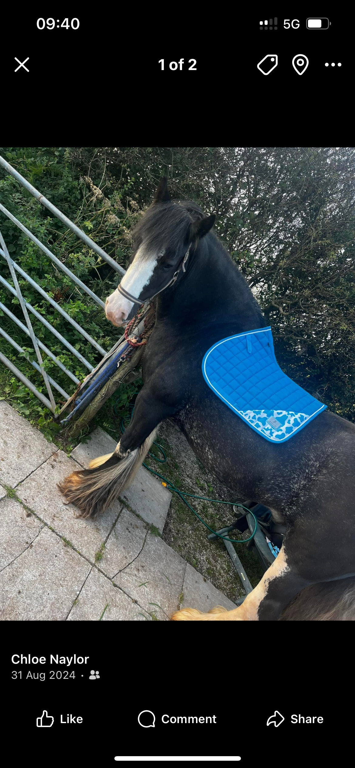 *PRE ORDER* Saddle pads