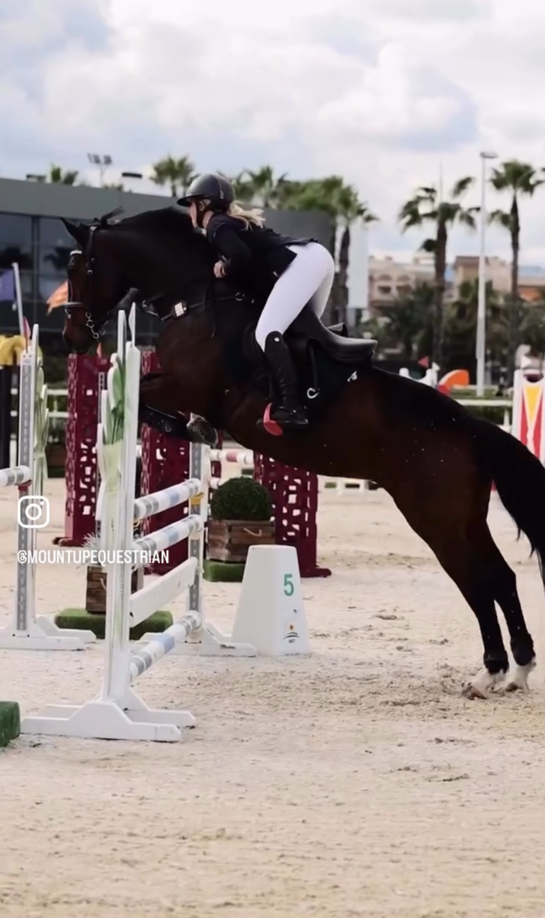 Show Bregging hybrid